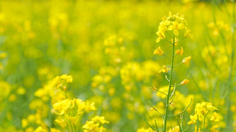 Photography frame P1350147